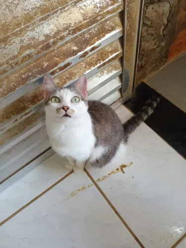 Gata castrada 