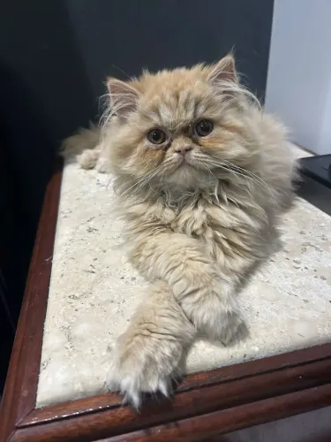 Gatos Persas Disponível