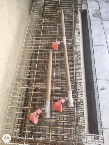 Gaiolas pra codornas
