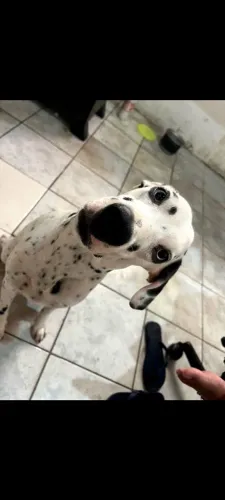 Cachorro Dálmata Fêmea 1 ano Vendo