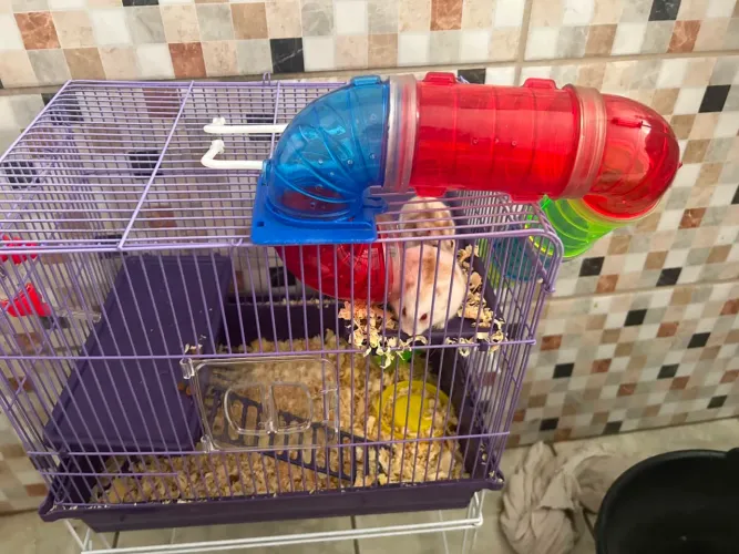 Dois hamsters anão russo