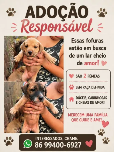 Doação de cachorros