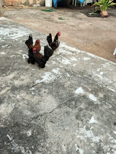 Garnizé Cerama