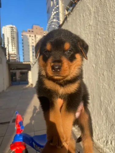 Filhote de Rottweiler macho 