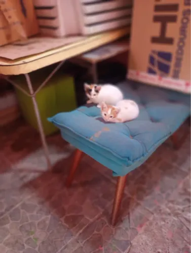 Gatinhos para adoção