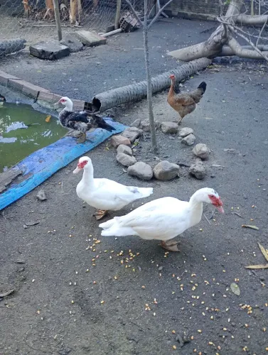 Patos