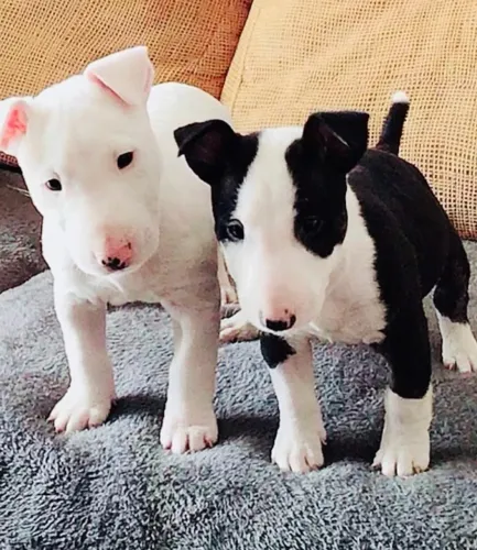 Bull Terrier com Procedência e Suporte Pós-Venda