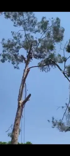 Corte e poda de árvore ?