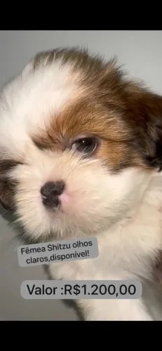 Shitzu fêmeas 