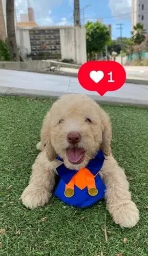 Cachorro poodle nariz rosado macho top