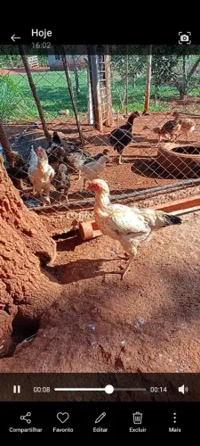 Galo e galinha caipira