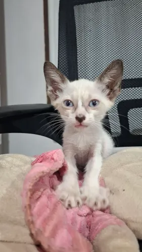 Gatinho para adoção ou Lar temporário Urgente