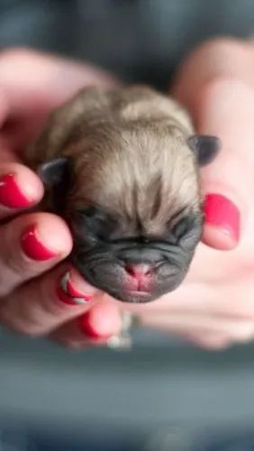 Vendo filhote de Pug machos