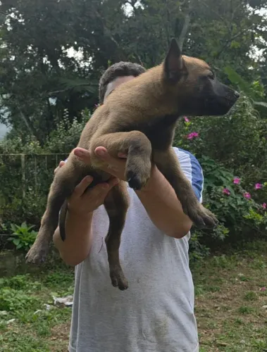 Pastor Belga Malinois macho