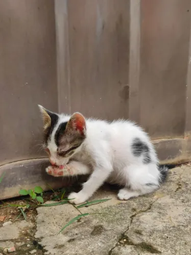 Filhotes para adoção responsável 