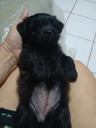 Vendo filhotesde poold um mês de vida
