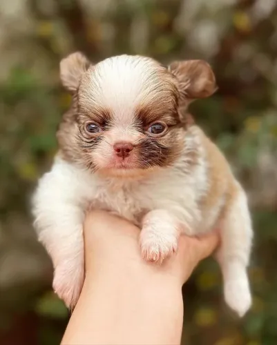 Chihuahua Pelo Longo Macho - Excelente Filhote