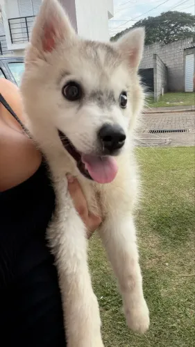Husky fêmea