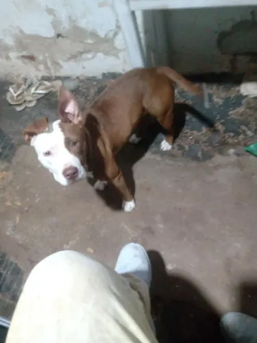 Pitbull Américabull