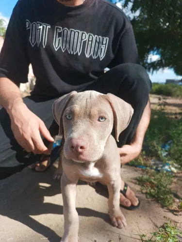 Filhote Pitbull American Bully