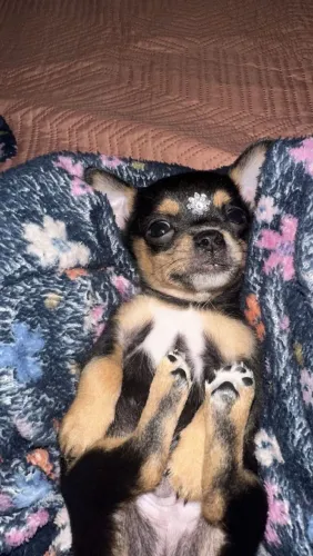 Cachorros machos Chihuahua+ pinscher 0 porte pequeno
