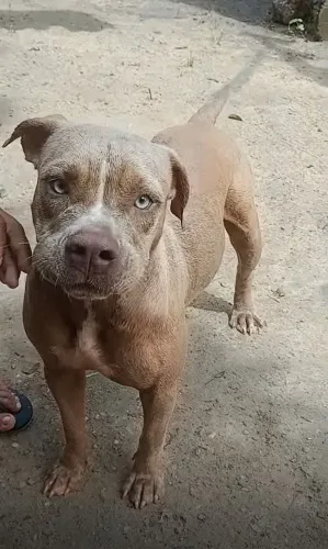 Procura se namorando pela primeira vez que seja da mesma raça  