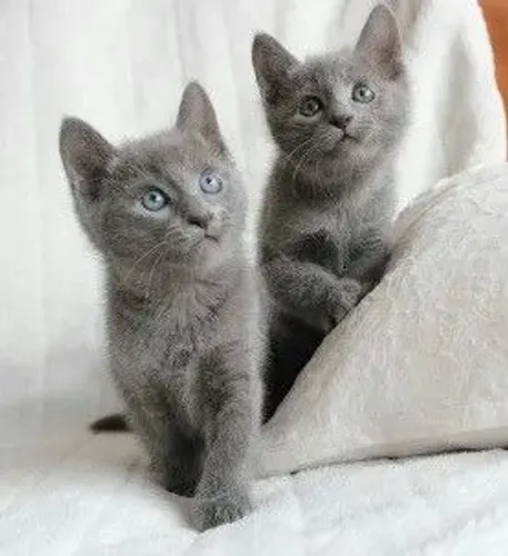 Gatos da Raça Russian blue (russian blue)