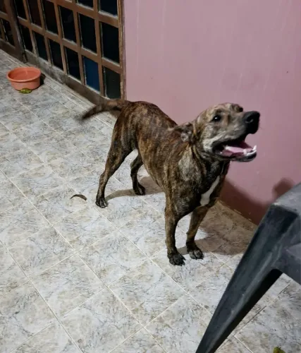 Cachorro para adoção