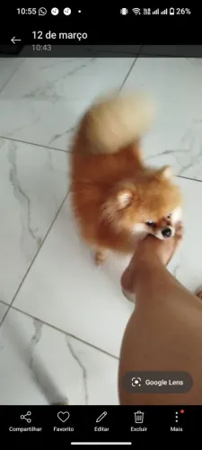 Spitz Anão