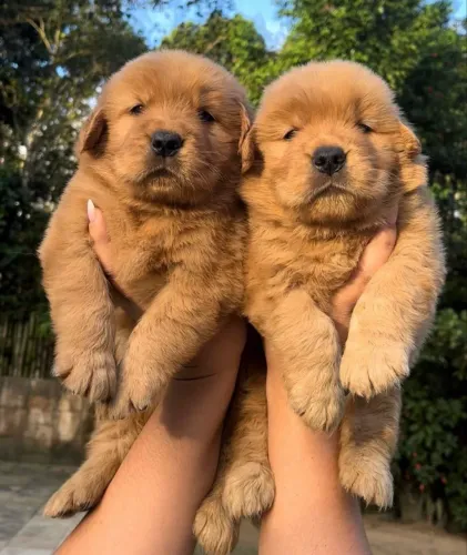 Golden com garantia e vacinação em dia 