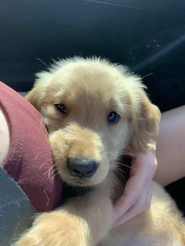 Filhote Golden Retriever, Descubra o Que É Amor de Verdade!