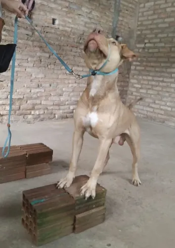 Pit Bull macho para Cruza