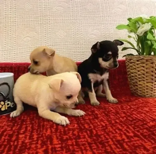 LINDOS E PEQUENOS PINSCHER X FOX