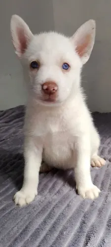 Filhote de Husky siberiano com Pastor Belga Malinois