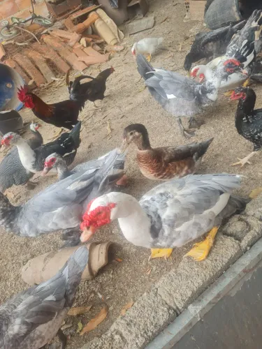 Patos