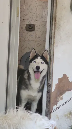 Husky siberiano fêmea