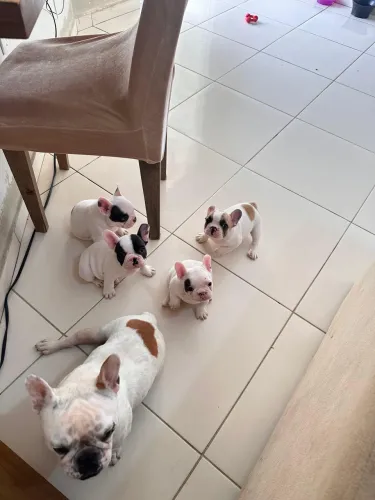 Filhotes de buldogue francês