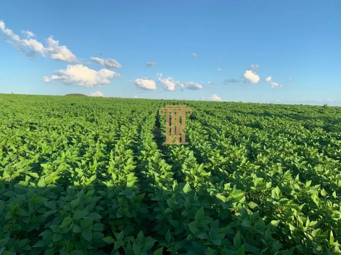 FAZENDA A VENDA EM MORRO GRANDE-TO COM 1.200 HECTARES