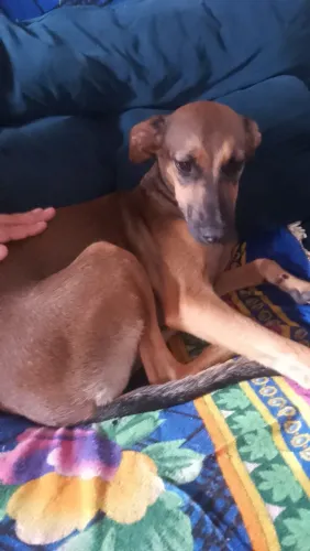 Cachorrinhos para Doar ?