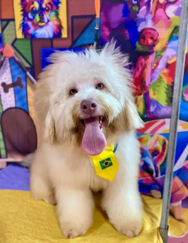 Vendo filhote de poodle