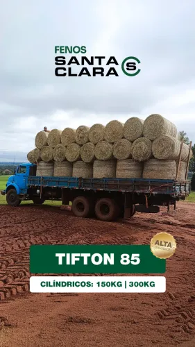 Feno Tifton 85 Tipo B 150kg | Terenos-MS