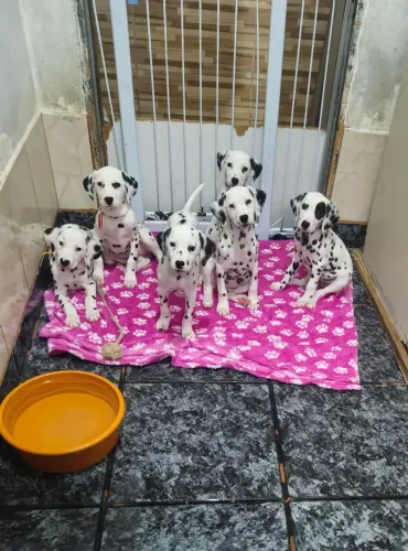 Filhote de dalmata fêmeas já com 3 doses vacina