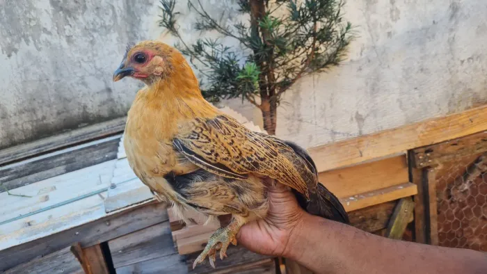 Galinhas garnizé