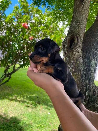 Pinscher fêmea n1
