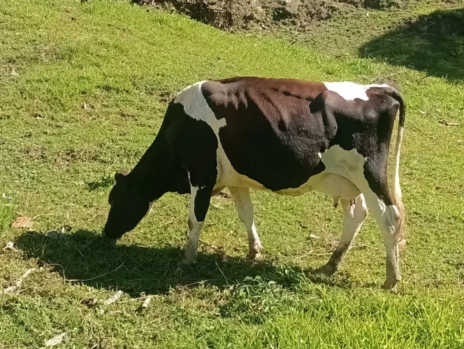 Vendo vaca de leite 6.500