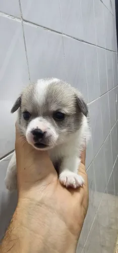 Spitz com chiuaua