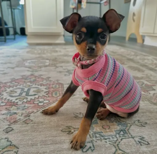 Pinscher n 0 com garantias