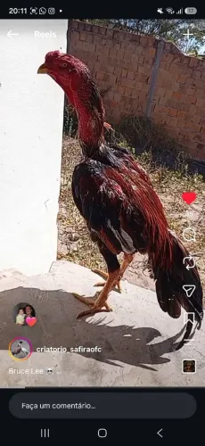 Pintos raca pura