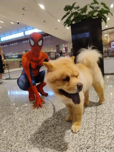 Cachorro chow-chow