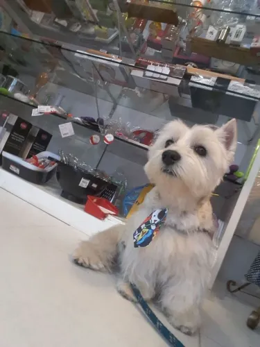 Cachorro westie terrie